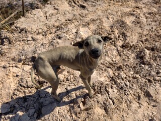 The little dog is in the rice field.