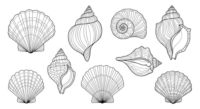 Collection of nine diverse seashell illustrations in detailed black and white line art featuring scallops, whelks, and spiral shells from the beach.