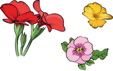 Primula spring flower set colored illustration