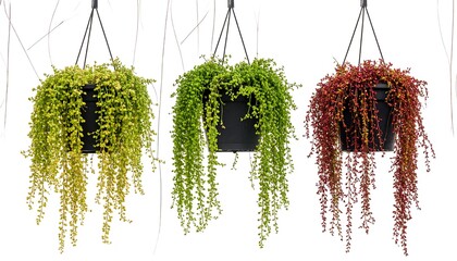 Three hanging planters showcasing vibrant cascading foliage, each a different color, against a clean white backdrop