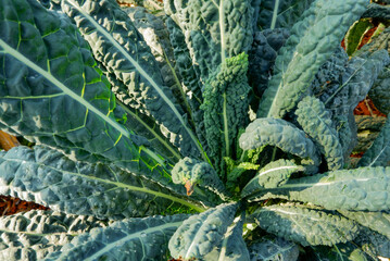 Fresh organic green kale leaves. Vegetable garden