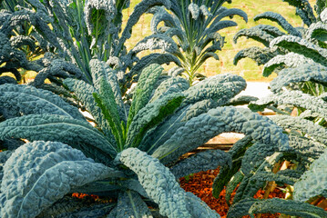 Fresh organic green kale leaves. Vegetable garden