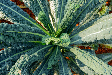 Fresh organic green kale leaves. Vegetable garden