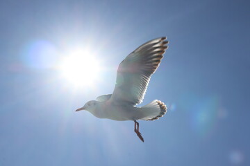 A Seagull and the sun