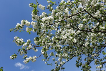 Azure blue sky and blossoming branches of apple tree in May