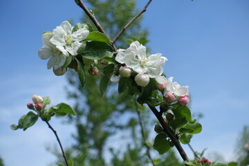 Blue sky and blossom of apple tree in May