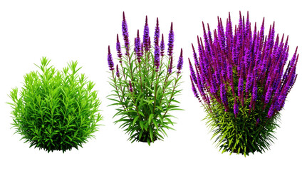 Diverse botanical arrangement with green bush and tall purple spiked plants isolated on transparent background.
