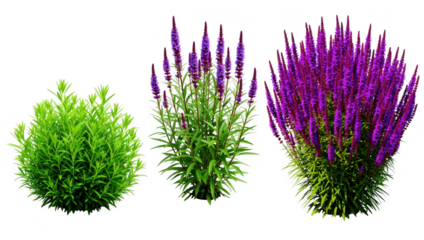 Diverse botanical arrangement with green bush and tall purple spiked plants isolated on transparent background.