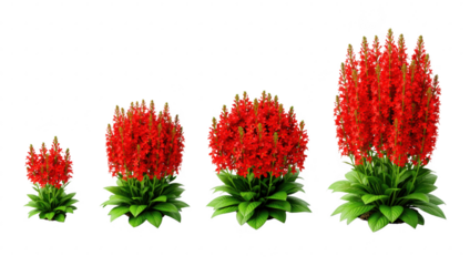 Four vibrant red blooming plants with lush green foliage in varying sizes, isolated on transparent background