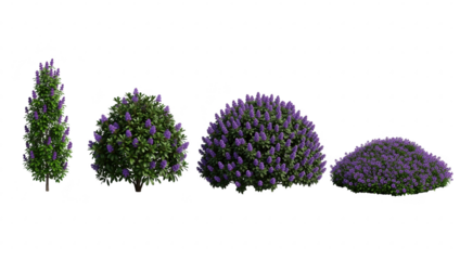 Collection of diverse purple flowering bushes and shrubs for landscaping isolated on transparent background