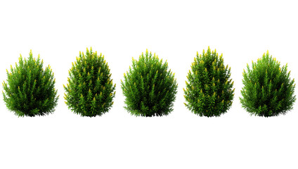 Five vibrant green conical ornamental bushes with bright tips, isolated on transparent background.