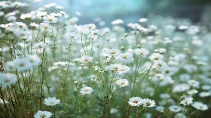 A bright white flower field in soft focus, cheerful and nostalgic