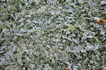 Frost on ground cover grass texture cold