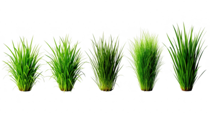 Five vibrant green grass clumps in varying forms, perfect for design, isolated on transparent background.