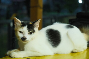 Relaxed Domestic Cat Lying On Wooden Bench At Night