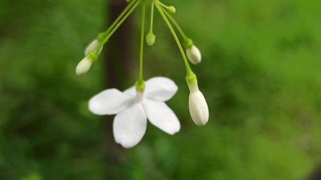 Wrightia religiosa blooms with small white fragrant flowers, often grown as an ornamental plant for gardens, bonsai, and peaceful outdoor landscaping.