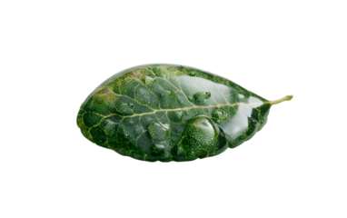 Fresh water drop resting on green leaf showcasing natural texture and realistic botanical details for nature themes isolated on transparent background PNG