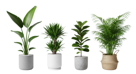 Tall vibrant green bird of paradise, bushy dracaena, glossy fiddle leaf fig, and lush areca palm plants in various modern pots, arranged in a linear row against a seamless transparent background