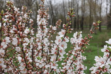 Ample amount of white flowers and buds of Prunus tomentosa with dew in April