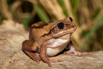 Fototapeta premium A beautiful Brown-backed Tree Frog (Leptopelis mossambicus), also known as a Mozambique tree frog or Mossambique forest treefrog, in a coastal forest, in St Lucia, South Africa