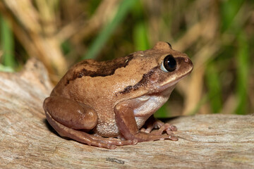 Fototapeta premium A beautiful Brown-backed Tree Frog (Leptopelis mossambicus), also known as a Mozambique tree frog or Mossambique forest treefrog, in a coastal forest, in St Lucia, South Africa