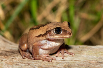 Fototapeta premium A beautiful Brown-backed Tree Frog (Leptopelis mossambicus), also known as a Mozambique tree frog or Mossambique forest treefrog, in a coastal forest, in St Lucia, South Africa