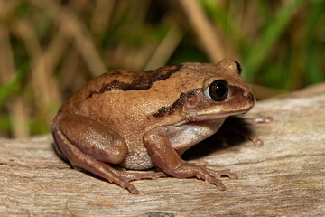 Obraz premium A beautiful Brown-backed Tree Frog (Leptopelis mossambicus), also known as a Mozambique tree frog or Mossambique forest treefrog, in a coastal forest, in St Lucia, South Africa