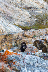 Musk ox, Ovibos moschatus, in the mountainside tundra of Geologfjord, in Northeast Greenland National Park. A herbivore that feeds on the grass, moss and colourful lichens of their habitat.