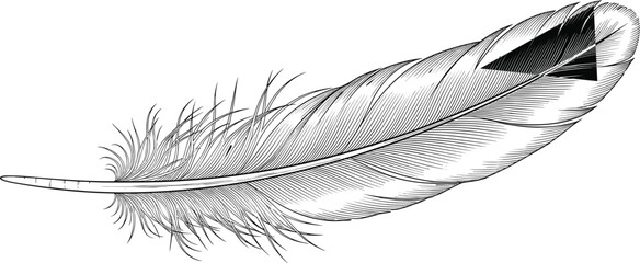 Detailed hand drawn feather illustration vintage engraving style black and white bird plume line art vector isolated minimalist nature design © Eyaruna's World