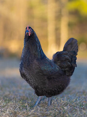 Free range chicken hen on a grassy field