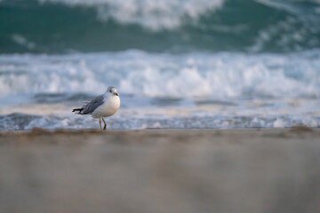Seagull on the beach at sunset in January.