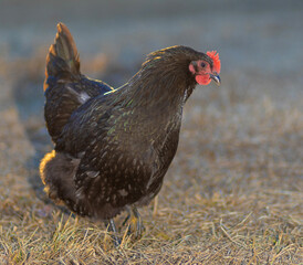Free ranging Australorp chicken hen