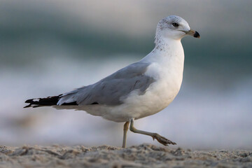 seagull mid-step on the beach