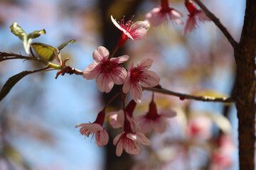 Close-up of delicate pink wild Himalayan cherry blossoms (sakura) on branch against blue sky, spring in northern Thailand.