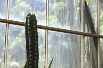 Vertical green cacti growing in a sunlit greenhouse environment with tropical plants.