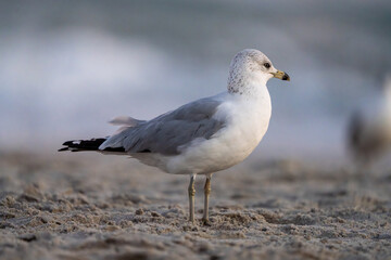 Beach bird on the sand at sunset.