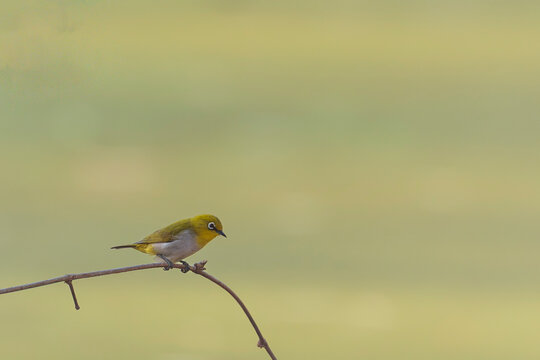 The Indian white-eye (Zosterops palpebrosus)
