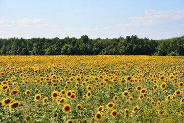 Obraz premium Vast Sunflower Field Under a Clear Blue Summer Sky with a dense green forest