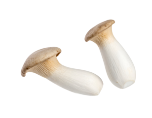 Two fresh king oyster mushrooms eryngii with thick white stems and brown caps, raw gourmet ingredient on isolated background