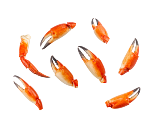 Cooked crab claws assortment orange crab claw seafood shellfish pieces closeup on isolated background