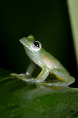 Obraz premium A glass frog on a leaf in the rainforest of Costa Rica.