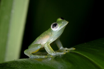 Fototapeta premium A glass frog on a leaf in the rainforest of Costa Rica.