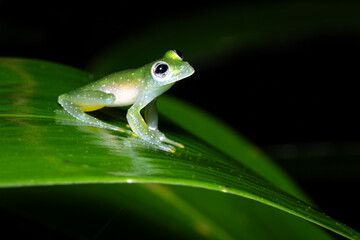 Obraz premium A glass frog on a leaf in the rainforest of Costa Rica.