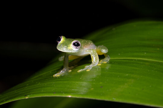 A glass frog on a leaf in the rainforest of Costa Rica.
