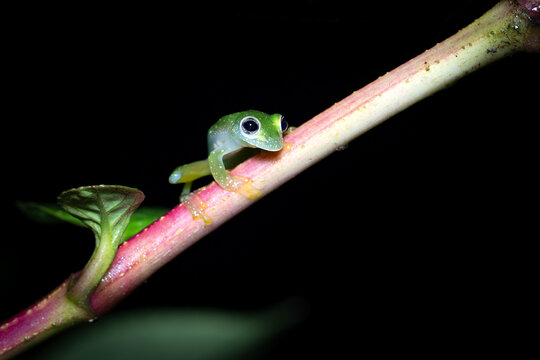 A glass frog on a leaf in the rainforest of Costa Rica.