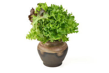 Oak Leaf Lettuce in Ceramic Vase, isolated on white background