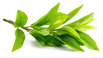 Obraz premium Fresh Green Branch with Vibrant Leaves Isolated on White Background for Natural Product Concepts