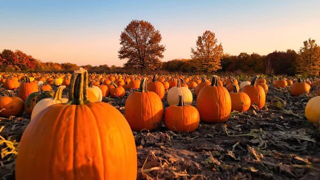 Vibrant pumpkin patch at sunset, showcasing a bountiful harvest in autumn.