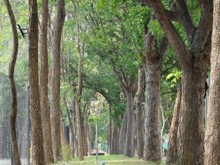 A small garden decorated with beautiful, natural pathways.