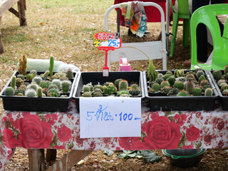 Assorted small cactus and succulents in plastic pots for sale at an outdoor street market with price tags in Thai.